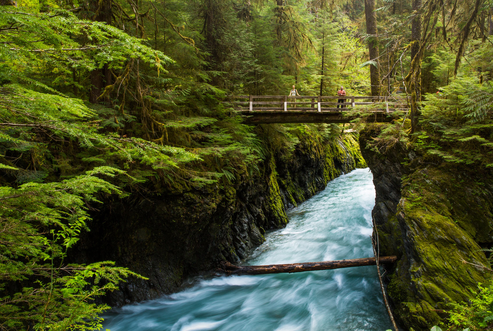 HOHRainforest