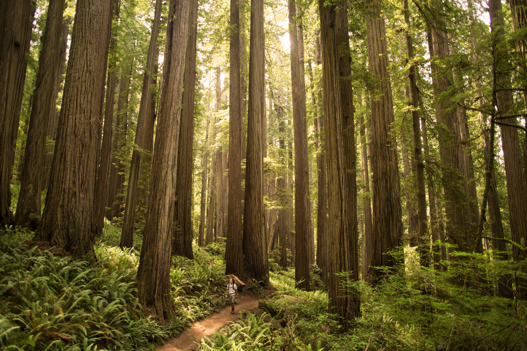 Redwoods