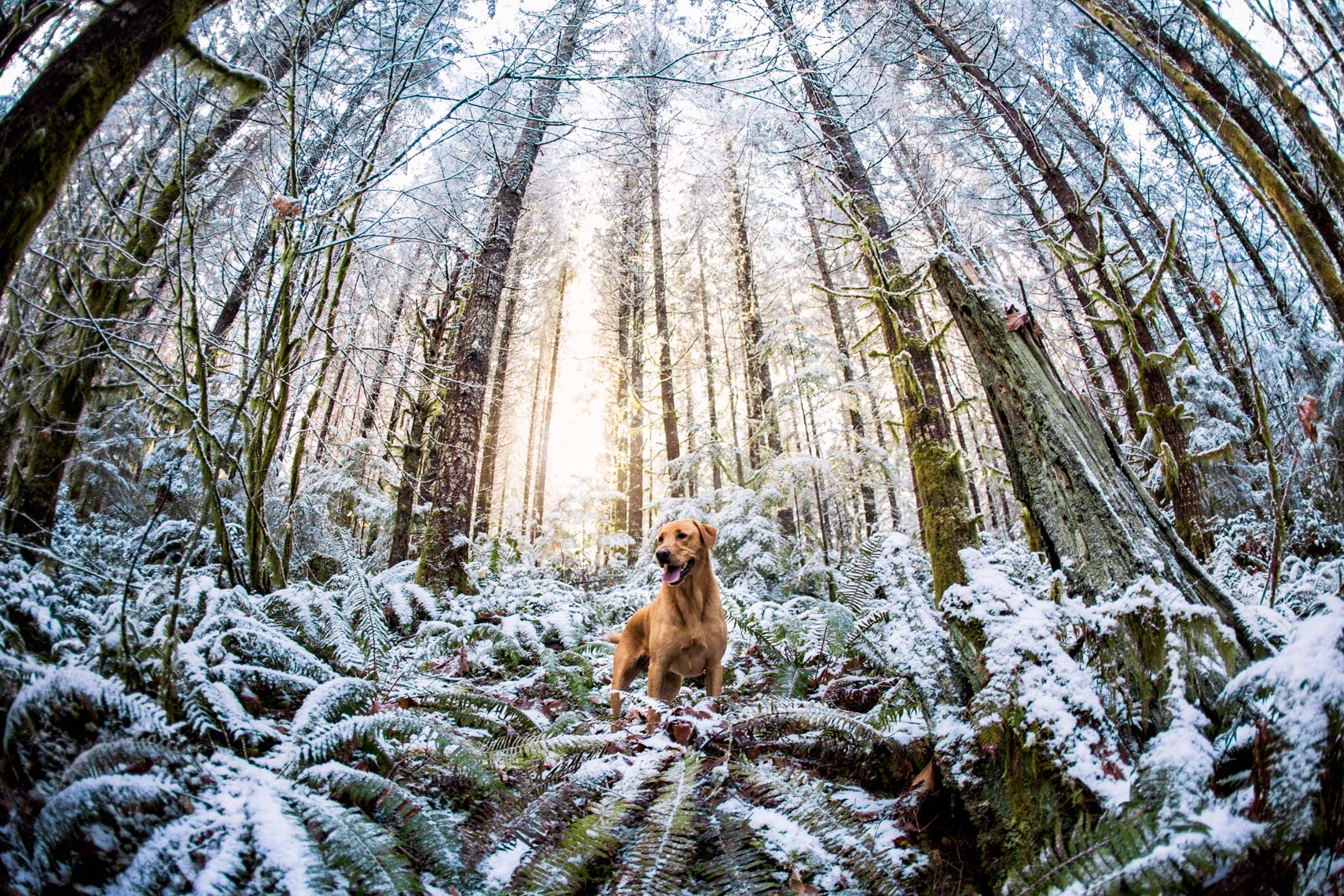 Mans Best Friend